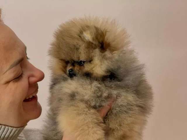 Немецкий шпиц, мальчик, 4 месяца, ищем самых лучших хозяев (бесплатно)