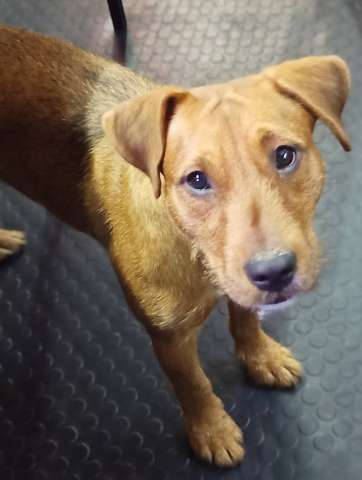 Метис питбультерьера и ягдтерьера, молодая собака. 