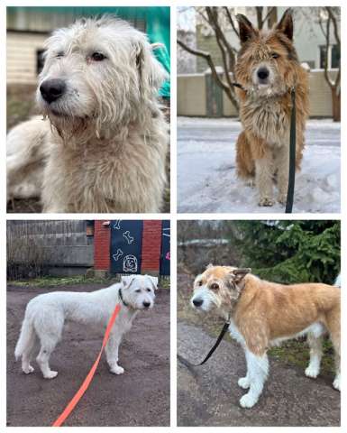 Санкт-Петербург: Беляш и Рыжуля, два невероятных пса, очень ждут свой дом и человека