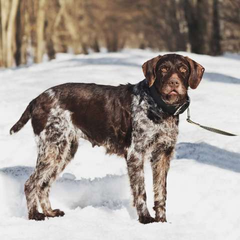 Немецкий дратхаар Линда в добрые руки