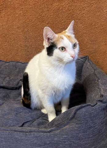 Ласковая и нежная кошечка Снежинка ищет дом