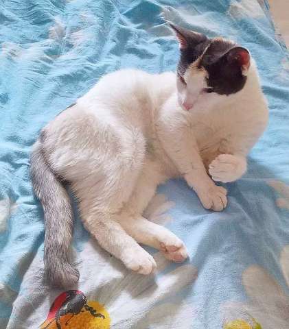 Санкт-Петербург: Зюфа ищет дом