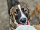 Прекрасный умный щенок ищет дом