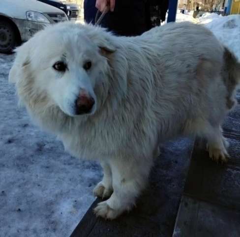 Белка ищет дом и семью