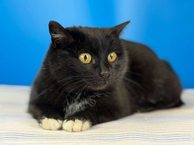 Кошечка Боня в белых носочках в дар