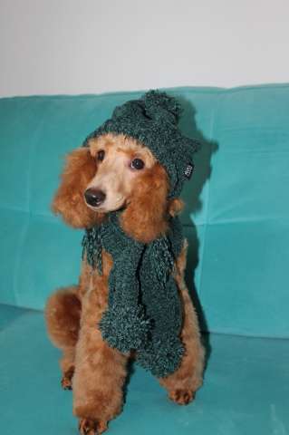 Той-пудель, девочка