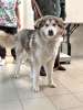 Молодая домашняя собака Тали, аляскинский маламут ищет дом