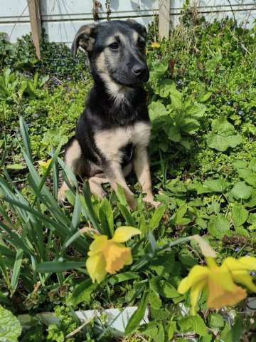 Маленький щенок с большой любовью к игрушкам