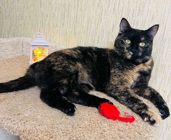 Метис породы манчкин Шерри в добрые руки