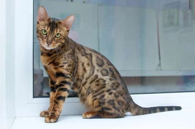 Бенгальская кошка Марта в добрые руки (с характером принцессы)