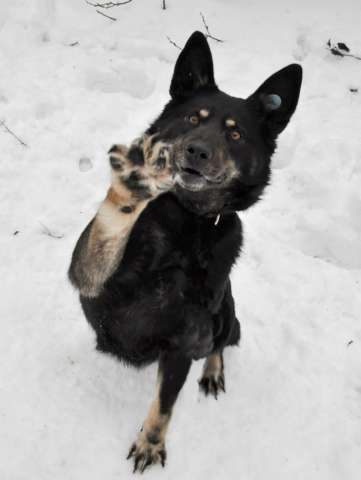 Воспитанная и послушная собака Милли ищет хозяев