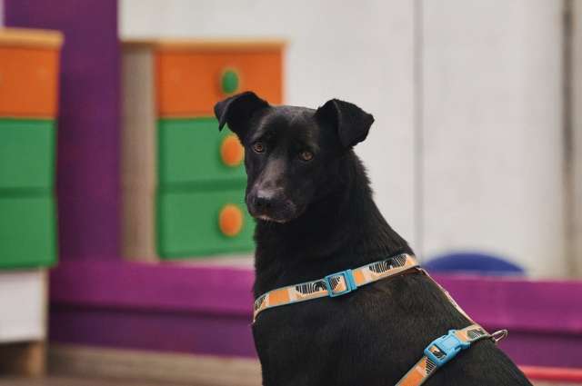 Чернушка: та, кто научит ценить доверие.