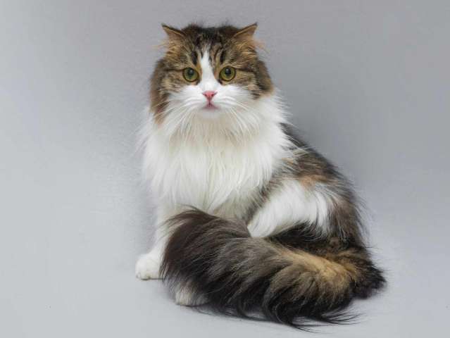 Нежная ласковая кошечка Миу в добрые руки