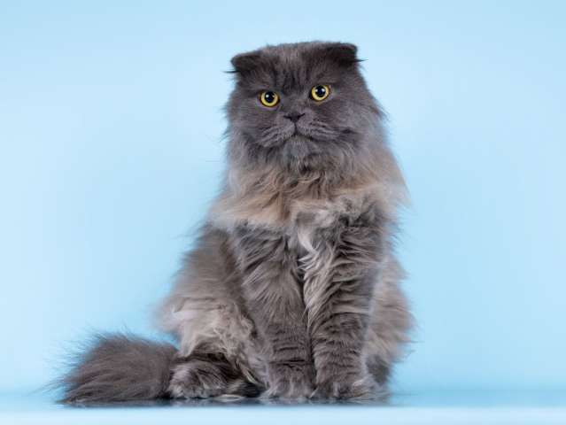 Ласковый кот Помпон в добрые руки