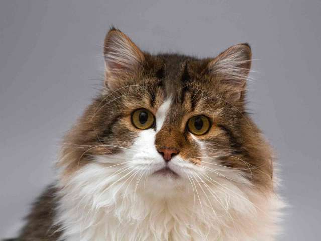 Нежный ласковый котик Симон в добрые руки