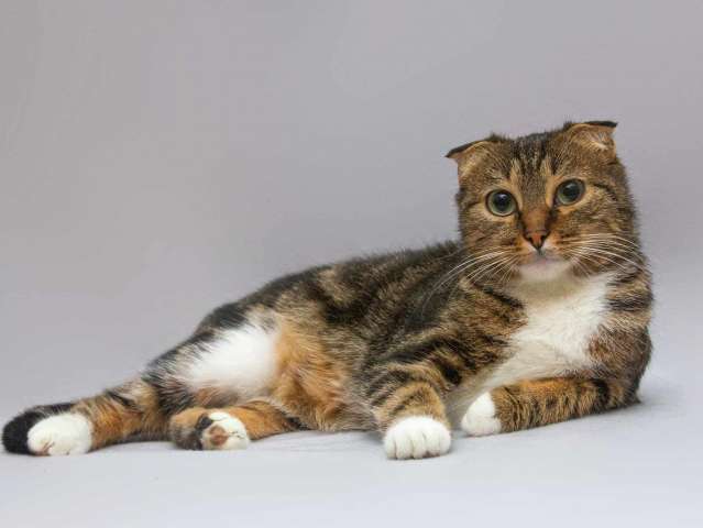 Очаровательная вислоухая кошечка Жужу