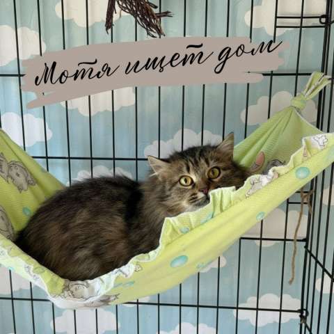 Ищет дом и свою семью пушистая девочка-сибирячка