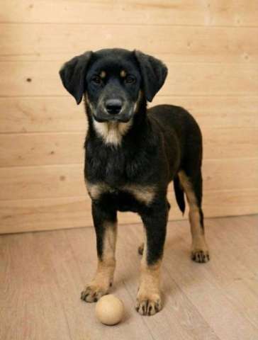 Красавица Каштанка, ласковый щенок-подросток ищет дом