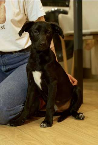 Щенок ищет свою семью.