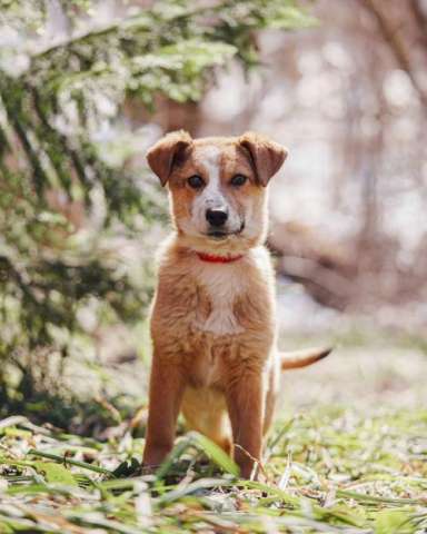 Милейшая Дива,домашняя девочка-щенок ищет дом