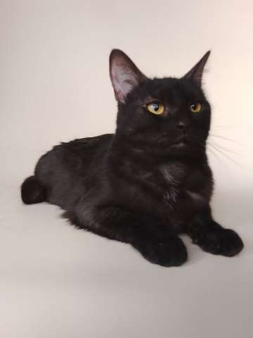 Сабрина ищет дом!