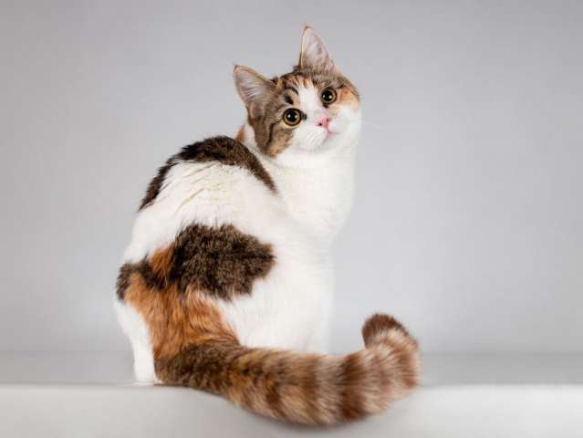 Юная ласковая трехцветная кошечка Ника