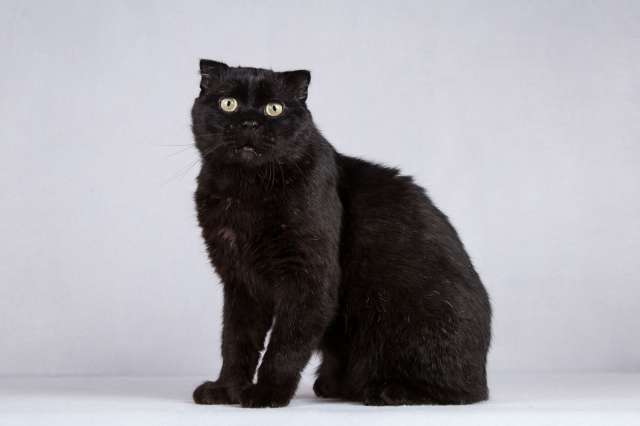 Чёрный вислоухий красавец кот Фауст