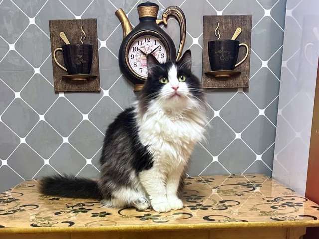 Нежный пушистый красавец Рычардо