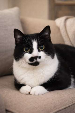 Кошечка Буся ищет дом!