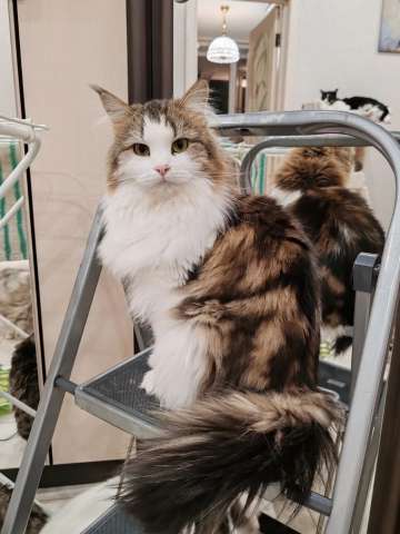 Марта - роскошная кошка с рысьими кисточками