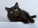 Ласковый чёрный пушистый котик Хеликс
