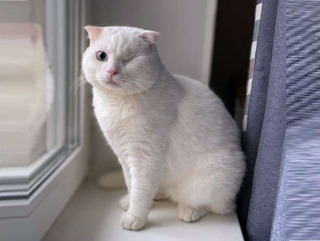 Ласковый шотландский кот Маугли