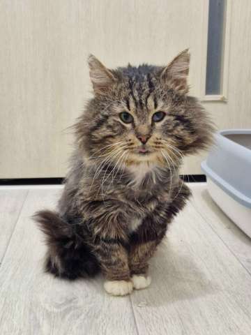 Кот Бонифаций ищет любящую семью