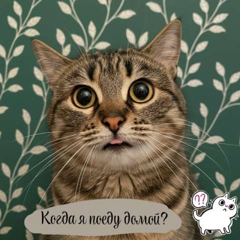 Кошечка Сима в добрые руки