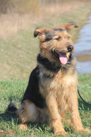 Чупчик (Чуп, Чуппуня) — ваш будущий друг и компаньон!