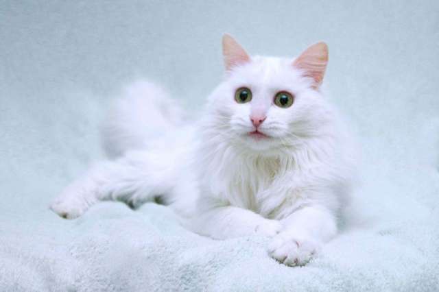 Нежный ласковый белый котик Тимоша