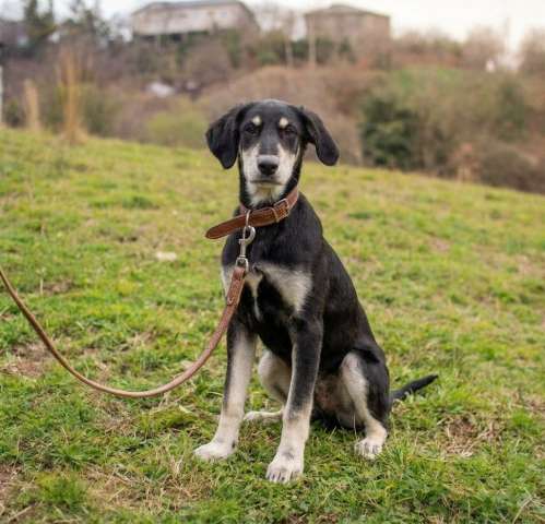 щенок Мацест в поисках родителей