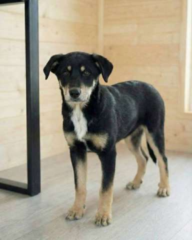 Хороший щенок-подросток Степа ищет дом