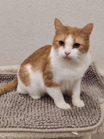 Найдись, хозяин для ласковой Алиски