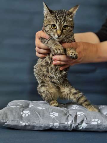 Очаровательные котята Ночь и Ириска в дар.