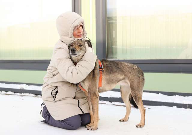 Любящая собака Морра в добрые руки