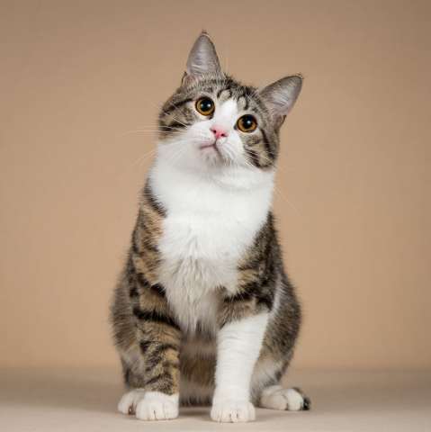 Котик Бенни ищет доброе сердце.