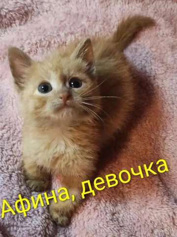 Красивые котята в добрые руки. Рыжие и чёрный дым