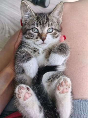 Очаровательные котята ищут дом! Очаровательные котята ищут дом!