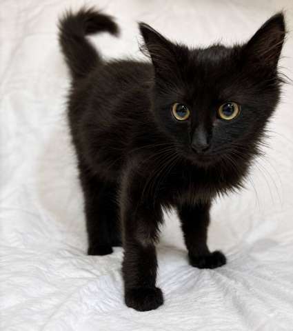 Котёнок Пиксель ищет дом