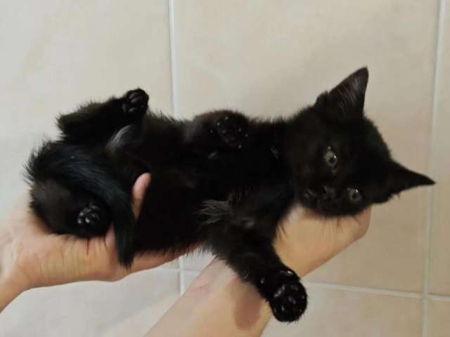 Ищет дом котеночек Ночка. Ищет дом котеночек Ночка.