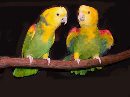 Желтоголовый амазон  (Amazona oratrix)  - ручные птенцы из питомника
