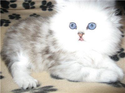 Персидская серебристая  ШИНШИЛЛА - котята