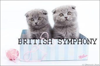 Британские  и шотландские вислоухие котята голубого, лилового, черного и шоколадного окрасов