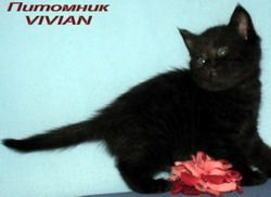  Британские черные котята.Питомник VIVIAN.
